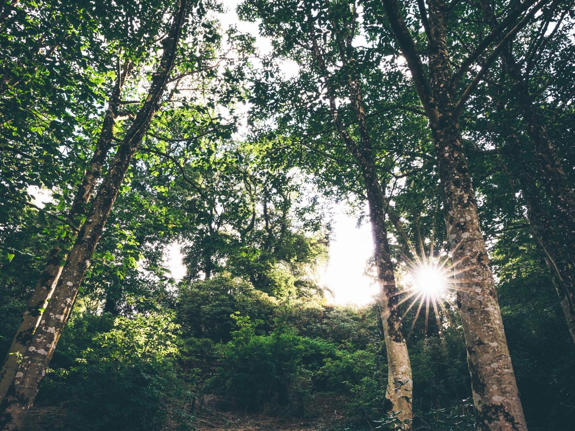 The Forest At Mount Congreve Gardens Kilmeaden 外观 照片